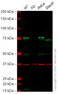 Western blot - Human ZYX (Zyxin) knockout HEK-293T cell line (AB266504)