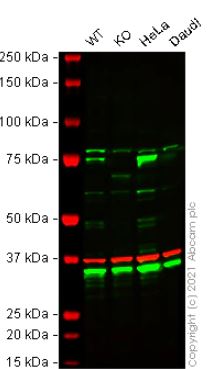 Western blot - Human ZYX (Zyxin) knockout HEK-293T cell lysate (AB257809), expandable thumbnail