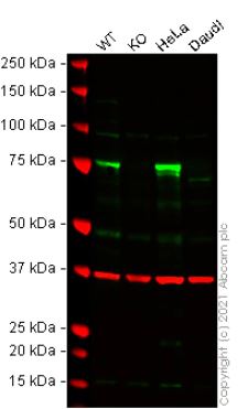 Western blot - Human ZYX (Zyxin) knockout HEK-293T cell lysate (AB257809), expandable thumbnail