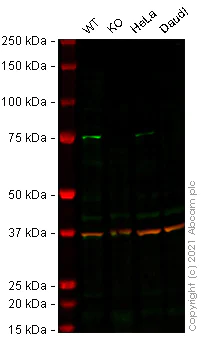 Western blot - Human ZYX (Zyxin) knockout HEK-293T cell lysate (AB257810)