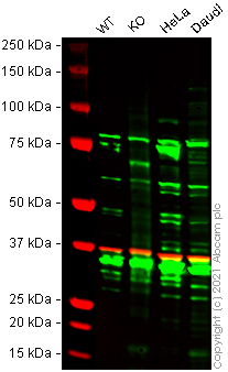 Western blot - Human ZYX (Zyxin) knockout HEK-293T cell lysate (AB257810), expandable thumbnail