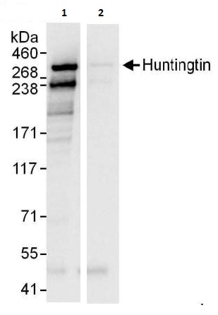 Immunoprecipitation - Anti-Huntingtin antibody (AB225711)