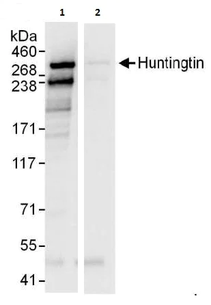 Immunoprecipitation - Anti-Huntingtin antibody (AB225711)