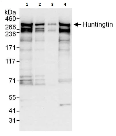 Western blot - Anti-Huntingtin antibody (AB225711)