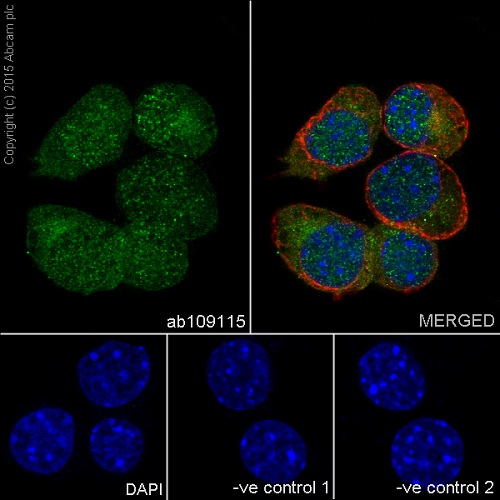 Immunocytochemistry/ Immunofluorescence - Anti-Huntingtin antibody [EPR5526] (AB109115), expandable thumbnail