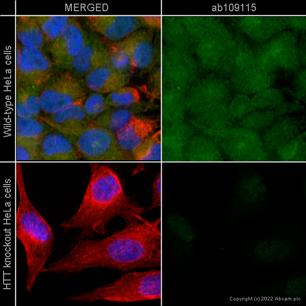 Immunocytochemistry/ Immunofluorescence - Anti-Huntingtin antibody [EPR5526] (ab109115), expandable thumbnail