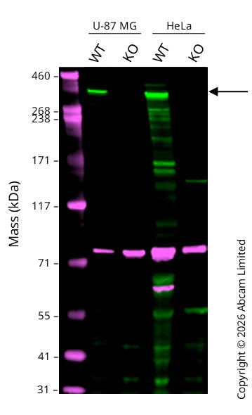 Western blot - Anti-Huntingtin antibody [EPR5526] (AB109115)