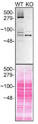 Western blot - Anti-Huntingtin antibody [EPR5526] - BSA and Azide free (AB209668)