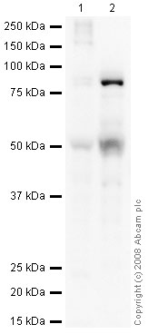 Western blot - Anti-Huntingtin Associated Protein 1 antibody [1B6] (AB39713), expandable thumbnail