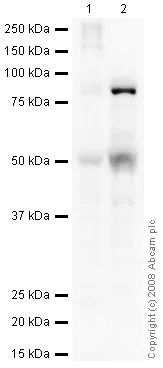 Western blot - Anti-Huntingtin Associated Protein 1 antibody [1B6] (AB39713)