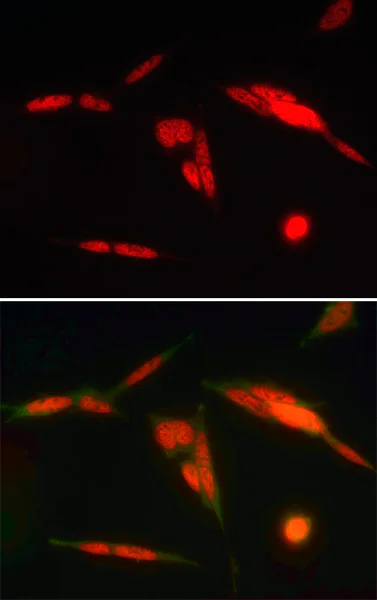 Immunocytochemistry/ Immunofluorescence - Anti-HuR / ELAVL1 antibody [19F12AE12] (AB170193)
