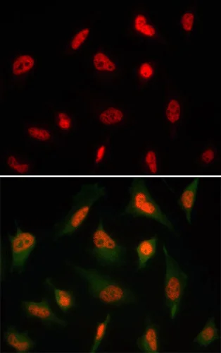 Immunocytochemistry/ Immunofluorescence - Anti-HuR / ELAVL1 antibody [19F12AE12] (AB170193)