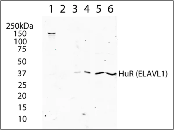 Western blot - Anti-HuR / ELAVL1 antibody [19F12AE12] (AB170193)