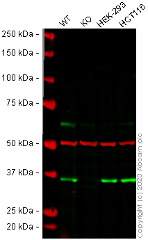 Western blot - Anti-HuR / ELAVL1 antibody [19F12AE12] (AB170193), expandable thumbnail