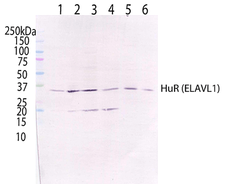 Western blot - Anti-HuR / ELAVL1 antibody [19F12AE12] (AB170193), expandable thumbnail