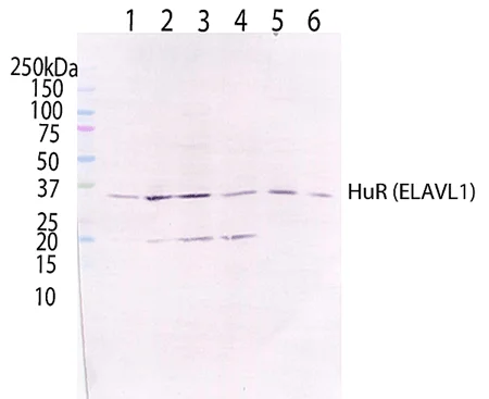 Western blot - Anti-HuR / ELAVL1 antibody [19F12AE12] (AB170193)