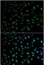 Immunocytochemistry/ Immunofluorescence - Anti-HuR / ELAVL1 antibody (AB196626)