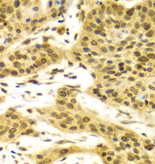 Immunohistochemistry (Formalin/PFA-fixed paraffin-embedded sections) - Anti-HuR / ELAVL1 antibody (ab238528), expandable thumbnail