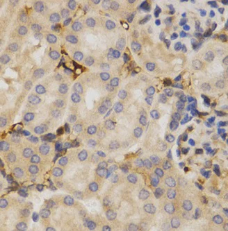 Immunohistochemistry (Formalin/PFA-fixed paraffin-embedded sections) - Anti-HuR / ELAVL1 antibody (AB238528)
