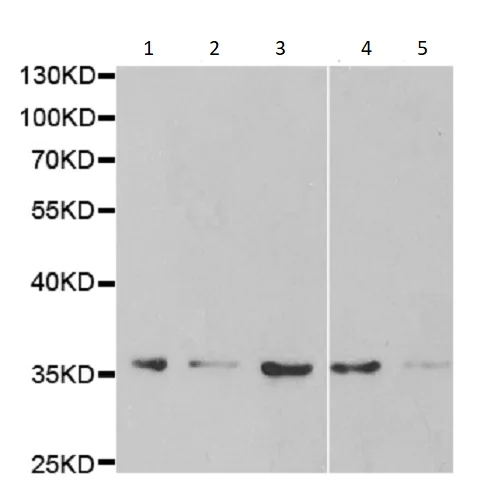 Western blot - Anti-HuR / ELAVL1 antibody (AB238528)