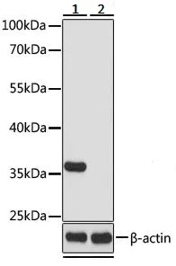 Western blot - Anti-HuR / ELAVL1 antibody (AB238528)