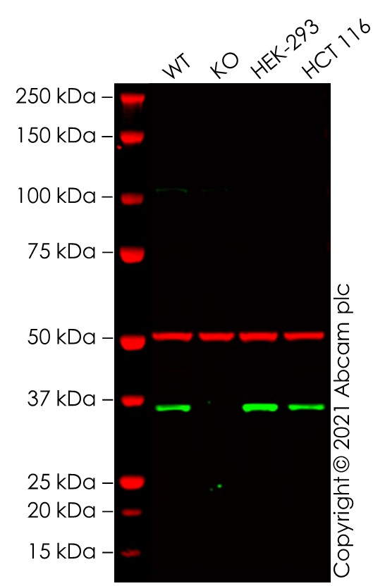 Western blot - Anti-HuR / ELAVL1 antibody (AB28660)