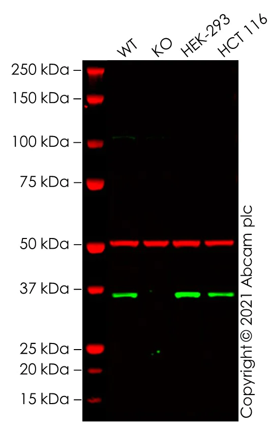 Western blot - Anti-HuR / ELAVL1 antibody (AB28660)