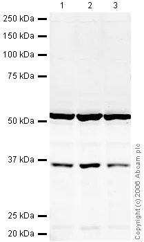 Western blot - Anti-HuR / ELAVL1 antibody (AB28660)