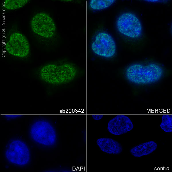 Immunocytochemistry/ Immunofluorescence - Anti-HuR / ELAVL1 antibody [EPR17397] (ab200342), expandable thumbnail