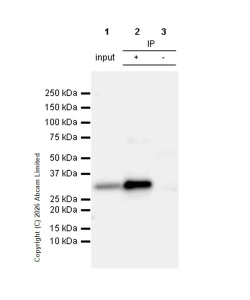 Immunoprecipitation - Anti-HuR / ELAVL1 antibody [EPR17397] (AB200342)