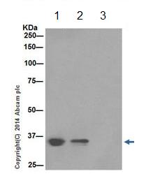 Immunoprecipitation - Anti-HuR / ELAVL1 antibody [EPR17397] (ab200342), expandable thumbnail