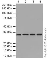Western blot - Anti-HuR / ELAVL1 antibody [EPR17397] (AB200342)