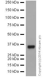 Western blot - Anti-HuR / ELAVL1 antibody [EPR17397] (AB200342), expandable thumbnail