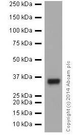 Western blot - Anti-HuR / ELAVL1 antibody [EPR17397] (AB200342)