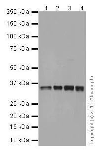 Western blot - Anti-HuR / ELAVL1 antibody [EPR17397] (AB200342)