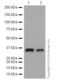 Western blot - Anti-HuR / ELAVL1 antibody [EPR17397] (AB200342), expandable thumbnail