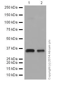 Western blot - Anti-HuR / ELAVL1 antibody [EPR17397] (AB200342)