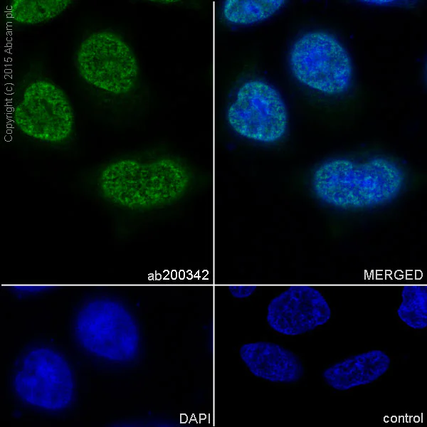 Immunocytochemistry/ Immunofluorescence - Anti-HuR / ELAVL1 antibody [EPR17397] - BSA and Azide free (AB242410)