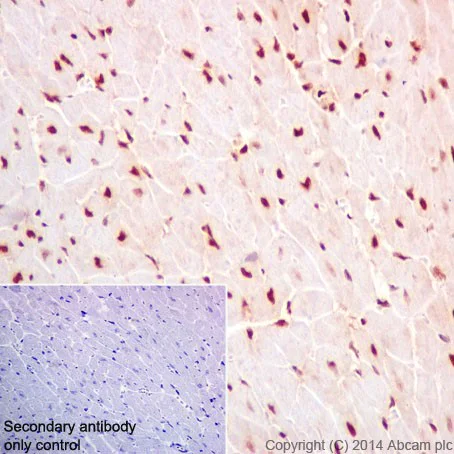 Immunohistochemistry (Formalin/PFA-fixed paraffin-embedded sections) - Anti-HuR / ELAVL1 antibody [EPR17397] - BSA and Azide free (AB242410)