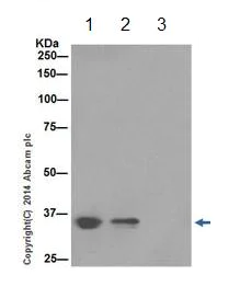 Immunoprecipitation - Anti-HuR / ELAVL1 antibody [EPR17397] - BSA and Azide free (AB242410)