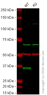 Western blot - Anti-HuR / ELAVL1 antibody [EPR17397] - BSA and Azide free (AB242410)