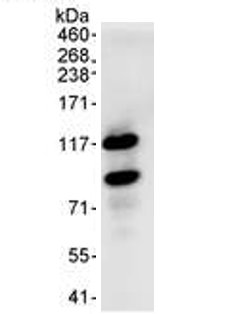 Immunoprecipitation - Anti-HURP antibody (AB70744)