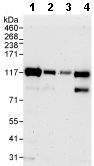 Western blot - Anti-HURP antibody (AB70744)