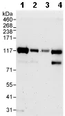 Western blot - Anti-HURP antibody (AB70744)