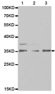 Western blot - Anti-HUS1 antibody (AB186850)