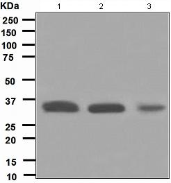 Western blot - Anti-HUS1 antibody [EPR5132] - BSA and Azide free (AB247838), expandable thumbnail