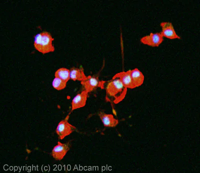Immunocytochemistry/ Immunofluorescence - Anti-HUWE1/Mule antibody (AB65153)