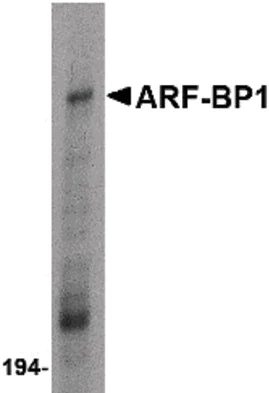 Western blot - Anti-HUWE1/Mule antibody (AB65153)