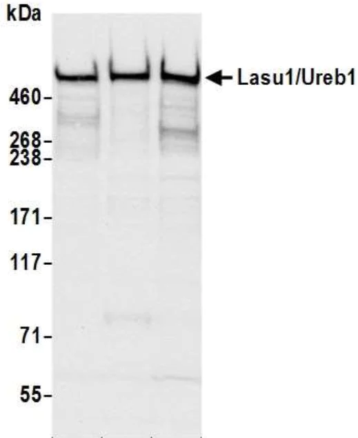 Western blot - Anti-HUWE1/Mule antibody (AB70161)