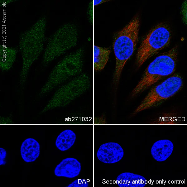 Immunocytochemistry/ Immunofluorescence - Anti-HUWE1/Mule antibody [EPR24361-13] (AB271032)